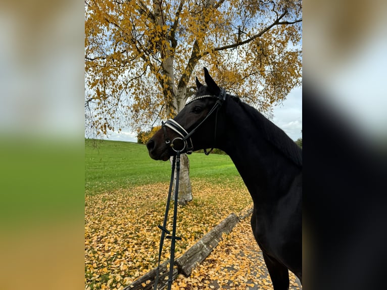 Trakehner Ruin 3 Jaar 168 cm Donkerbruin in R&#xF6;ttingen