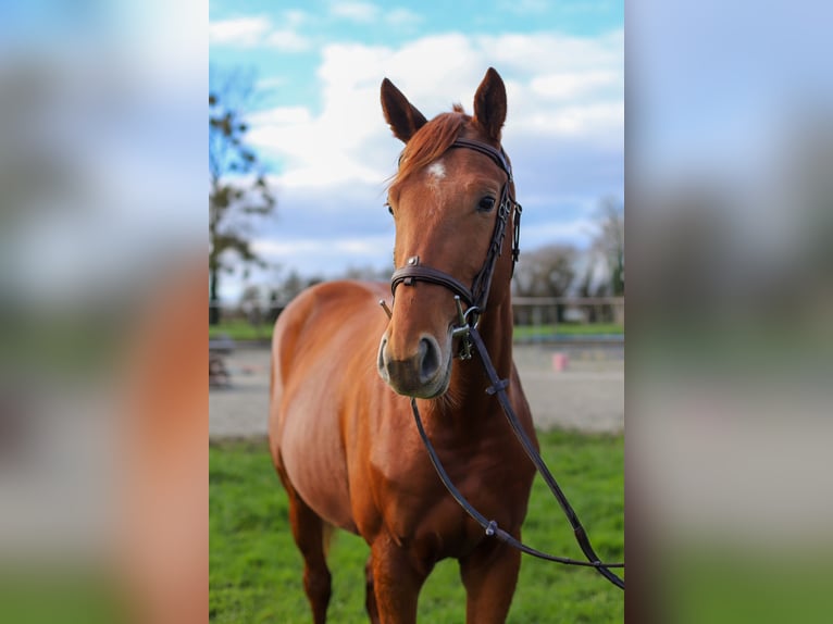 Trakehner Ruin 3 Jaar 168 cm Vos in Pommerit-le-Vicomte