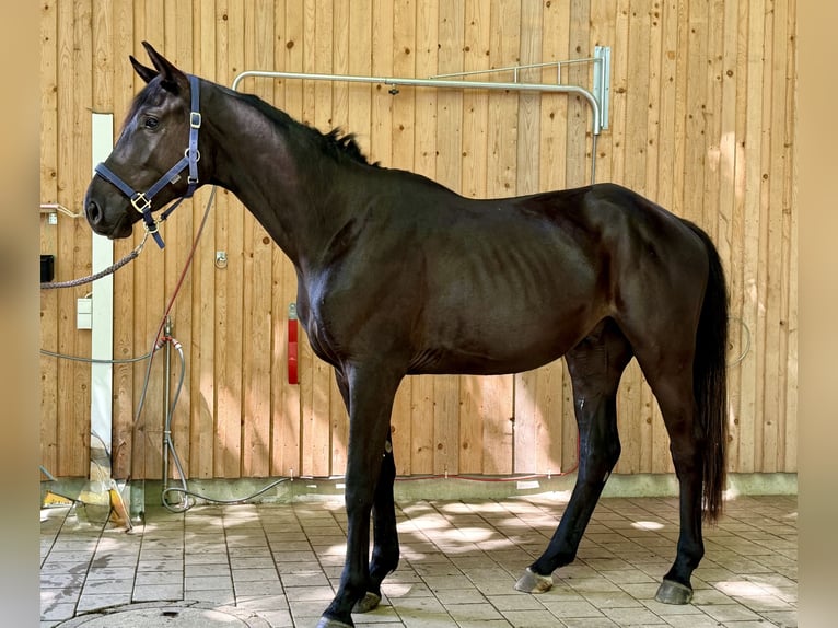 Trakehner Ruin 3 Jaar 168 cm Zwartbruin in Iffeldorf
