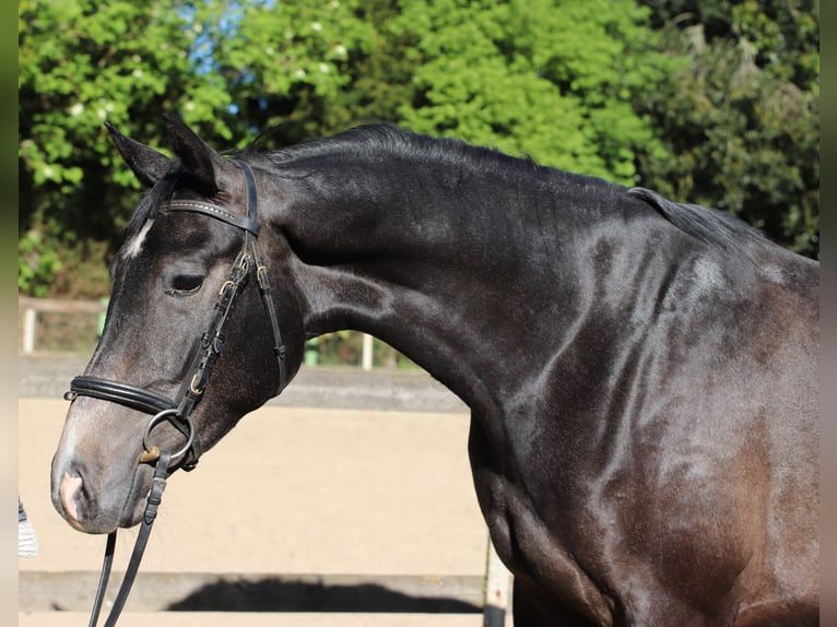 Trakehner Ruin 3 Jaar 168 cm Zwartschimmel in Geestland