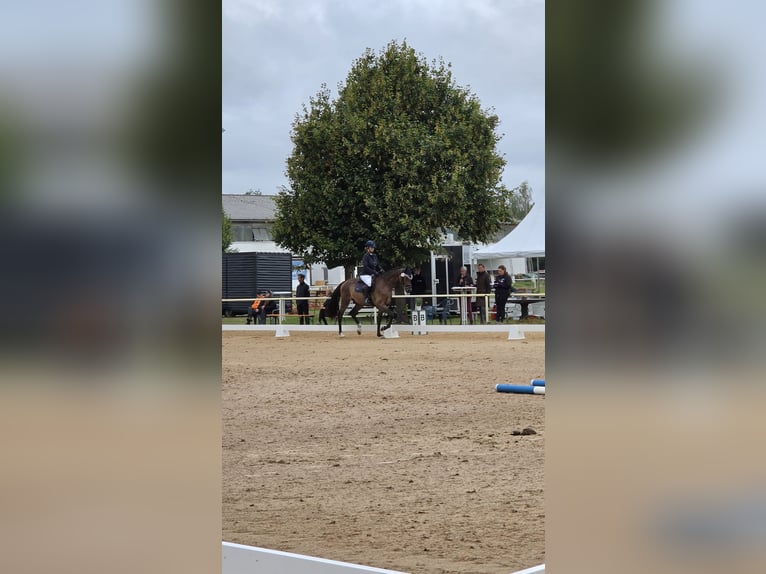 Trakehner Ruin 3 Jaar 169 cm Bruin in Kummersdorf-Gut