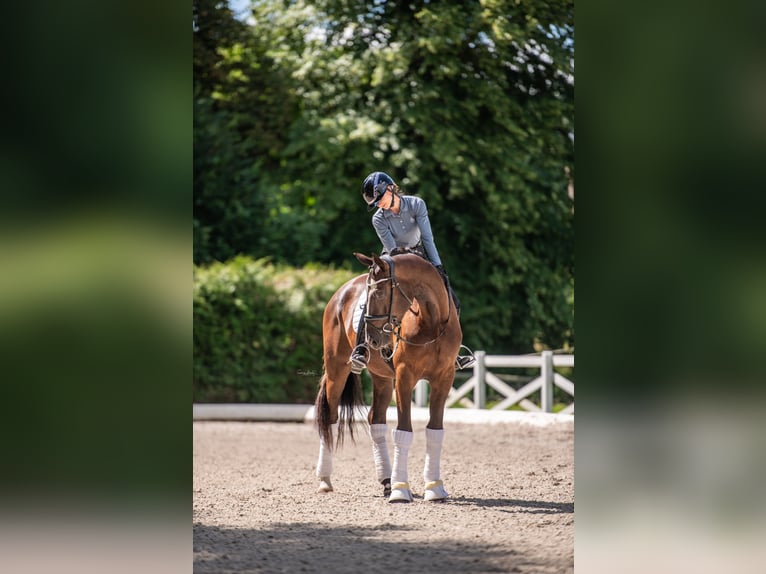 Trakehner Ruin 3 Jaar 169 cm Zwartbruin in Panker