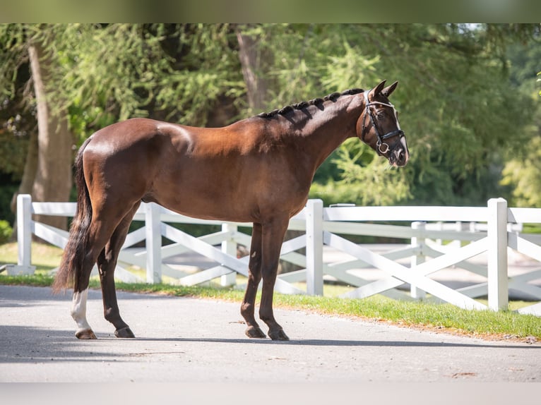 Trakehner Ruin 3 Jaar 169 cm Zwartbruin in Panker