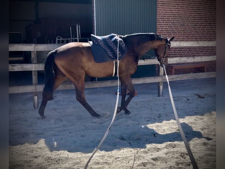 Trakehner Ruin 3 Jaar 170 cm Bruin in Freren