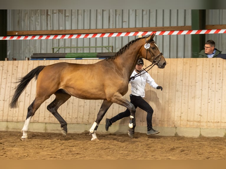 Trakehner Ruin 3 Jaar 170 cm Bruin in Seefeld