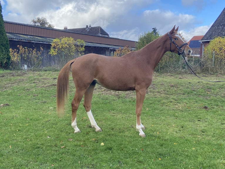 Trakehner Ruin 3 Jaar 170 cm Vos in Emmerthal