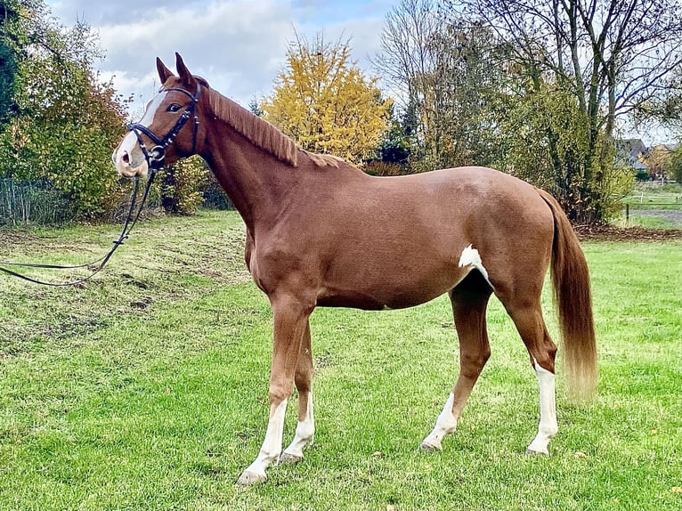 Trakehner Ruin 3 Jaar 170 cm Vos in Emmerthal