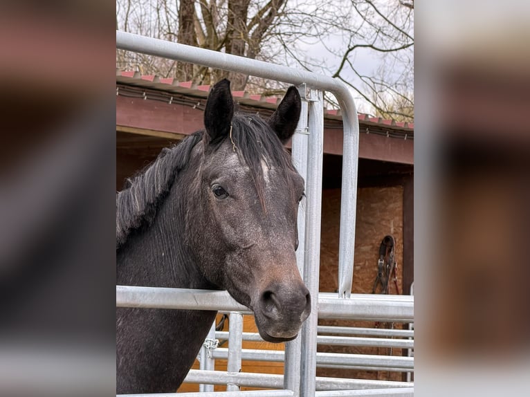 Trakehner Ruin 3 Jaar 170 cm Zwartschimmel in Karlsfeld
