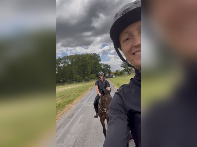 Trakehner Ruin 3 Jaar 171 cm Bruin in Freren