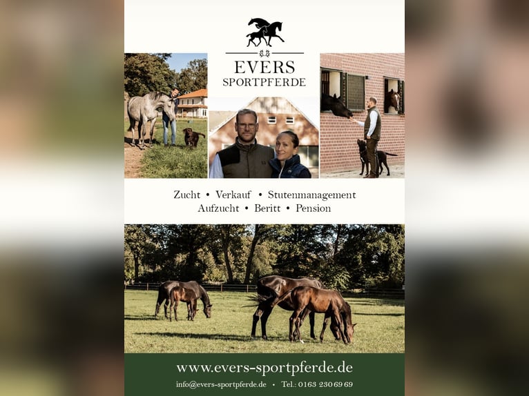 Trakehner Ruin 3 Jaar 171 cm Bruin in Freren