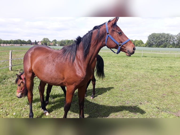 Trakehner Ruin 3 Jaar 174 cm Donkerbruin in Neu Krenzlin