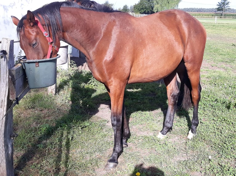 Trakehner Ruin 3 Jaar 174 cm Donkerbruin in Neu Krenzlin