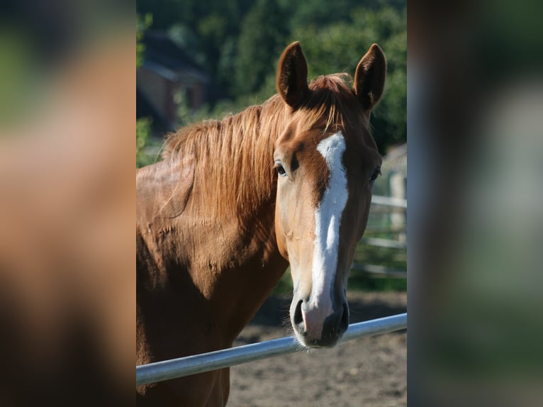 Trakehner Ruin 3 Jaar Donkere-vos in Crivitz
