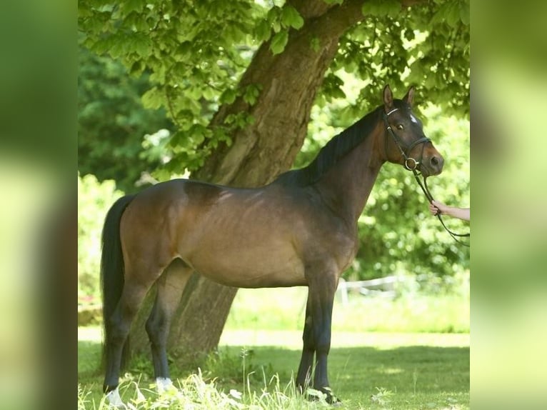 Trakehner Ruin 4 Jaar 162 cm Donkerbruin in Wehretal