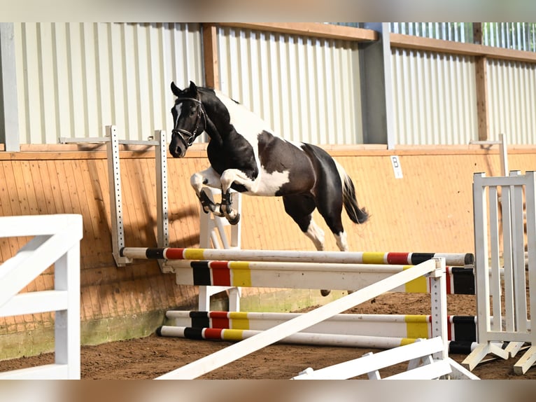 Trakehner Ruin 4 Jaar 162 cm Gevlekt-paard in Brome