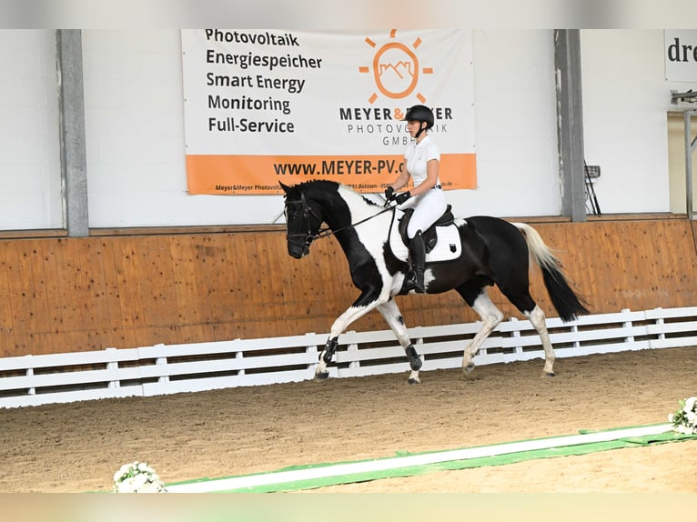 Trakehner Ruin 4 Jaar 162 cm Gevlekt-paard in Brome