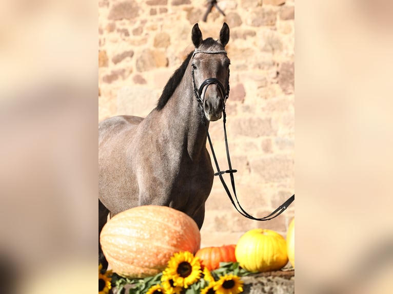 Trakehner Ruin 4 Jaar 163 cm Schimmel in Wolfhagen