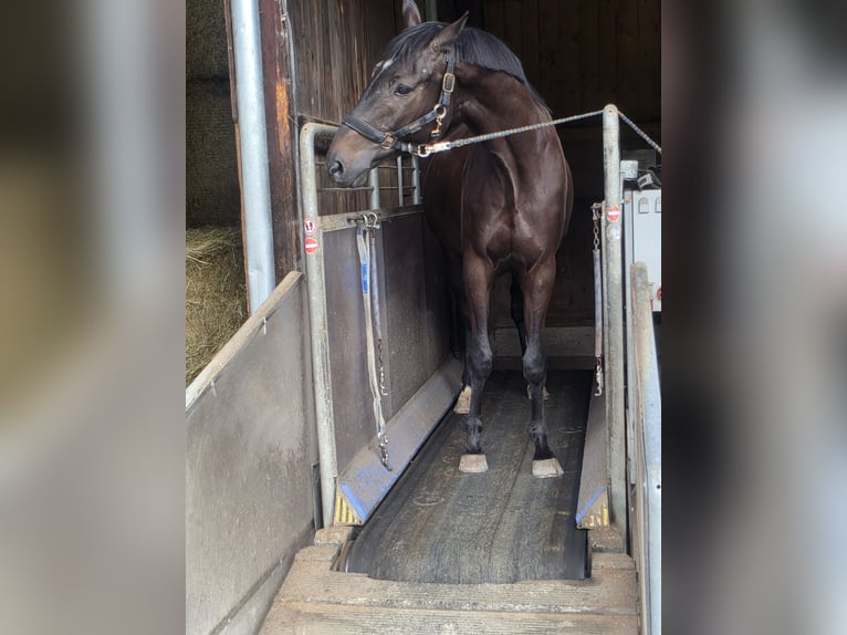 Trakehner Ruin 4 Jaar 163 cm Zwartbruin in Riedering