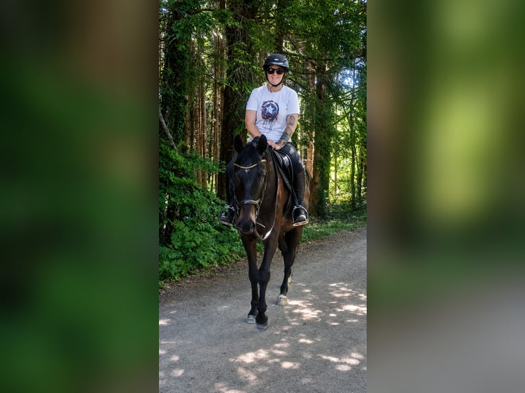 Trakehner Ruin 4 Jaar 163 cm Zwartbruin in Riedering