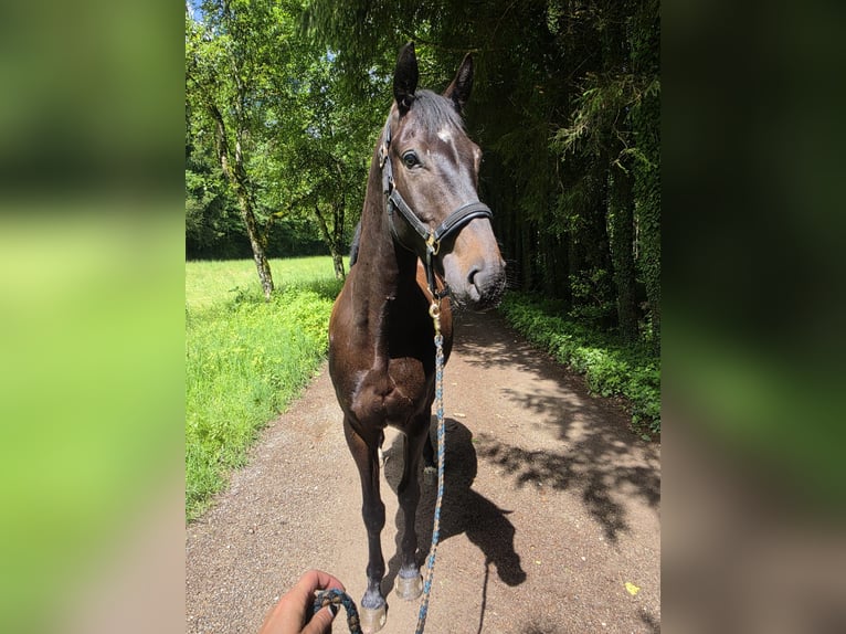 Trakehner Ruin 4 Jaar 163 cm Zwartbruin in Riedering