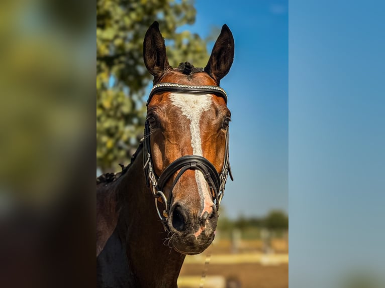 Trakehner Ruin 4 Jaar 164 cm Donkerbruin in Rüsselsheim