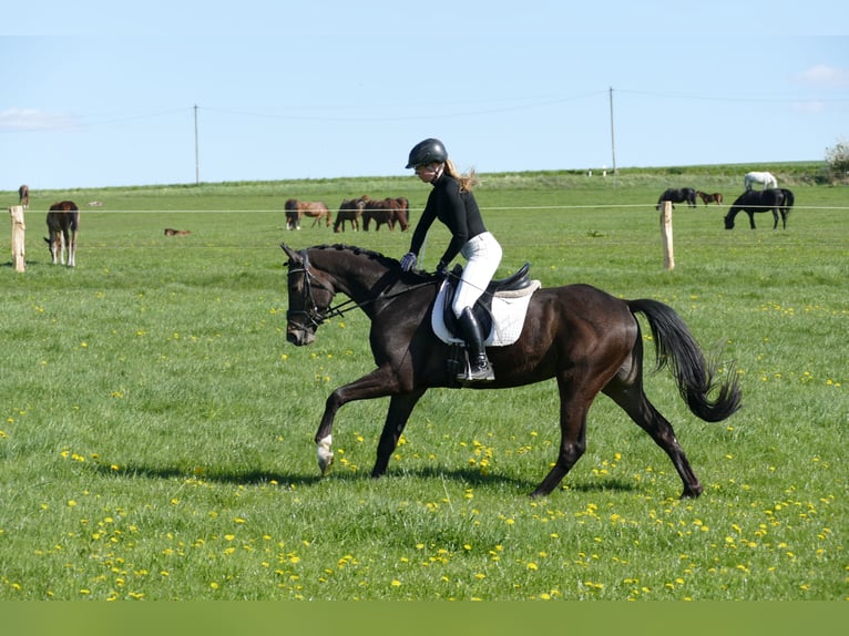 Trakehner Ruin 4 Jaar 164 cm Zwartbruin in Ganschow