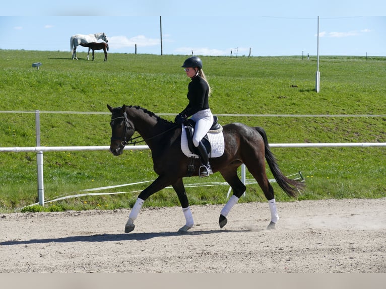 Trakehner Ruin 4 Jaar 164 cm Zwartbruin in Ganschow