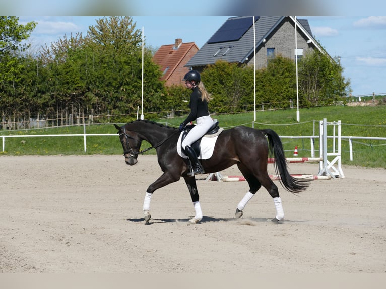 Trakehner Ruin 4 Jaar 164 cm Zwartbruin in Ganschow