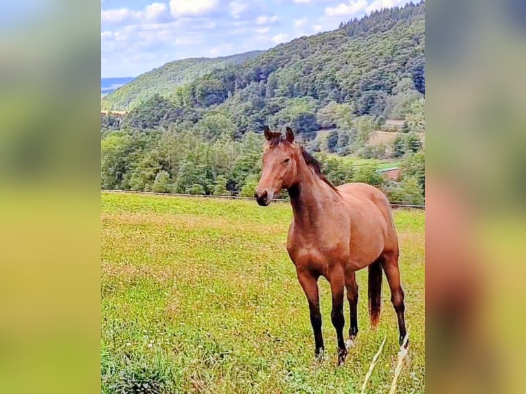 Trakehner Ruin 4 Jaar 165 cm Bruin in Nüsttal