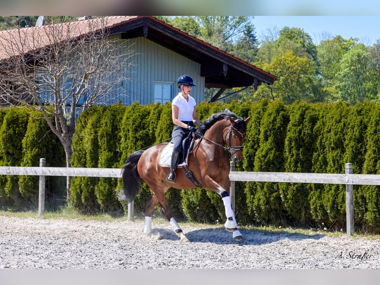 Trakehner Ruin 4 Jaar 165 cm Donkerbruin in Petting