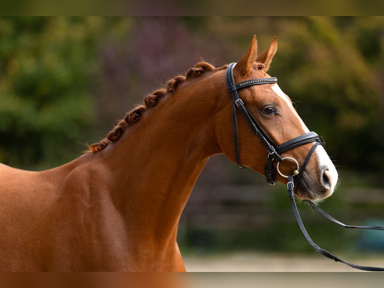 Trakehner Ruin 4 Jaar 165 cm Vos in Hamm