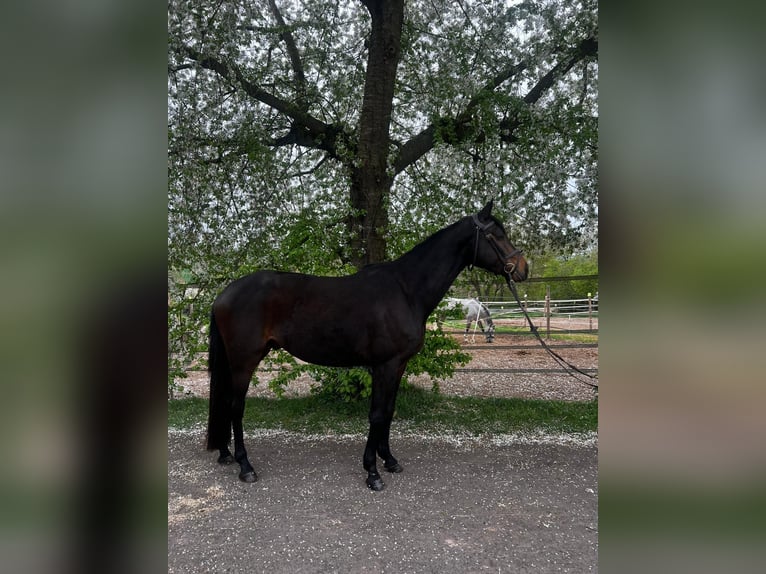 Trakehner Ruin 4 Jaar 166 cm Bruin in Groß-Umstadt