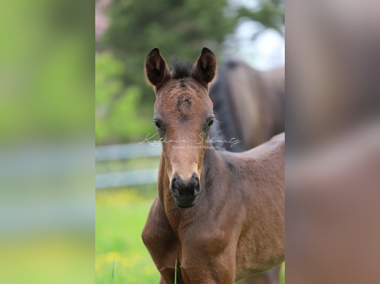 Trakehner Ruin 4 Jaar 166 cm Bruin in Groß-Umstadt