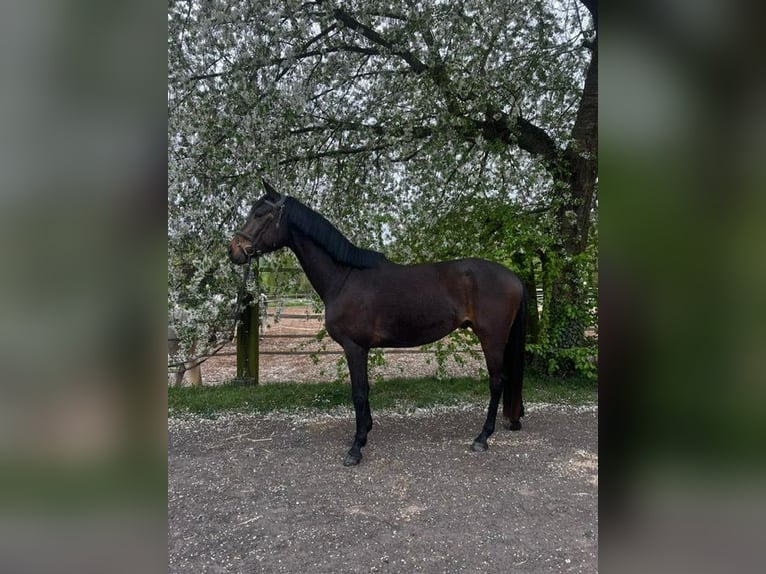 Trakehner Ruin 4 Jaar 166 cm Bruin in Groß-Umstadt
