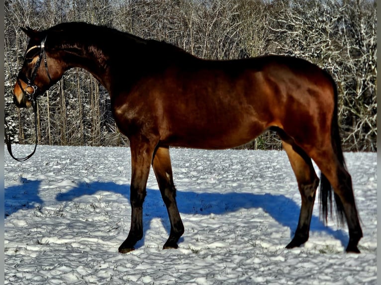 Trakehner Ruin 4 Jaar 166 cm Bruin in Ruppichteroth