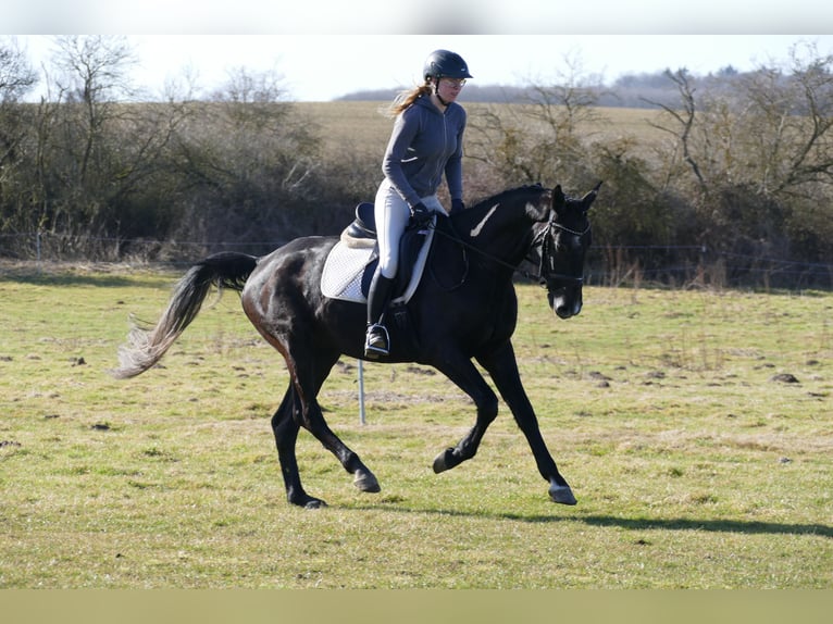Trakehner Ruin 4 Jaar 167 cm  in Ganschow