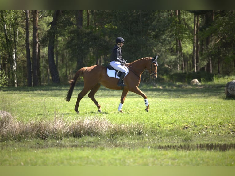 Trakehner Ruin 4 Jaar 167 cm Vos in Klein Heide