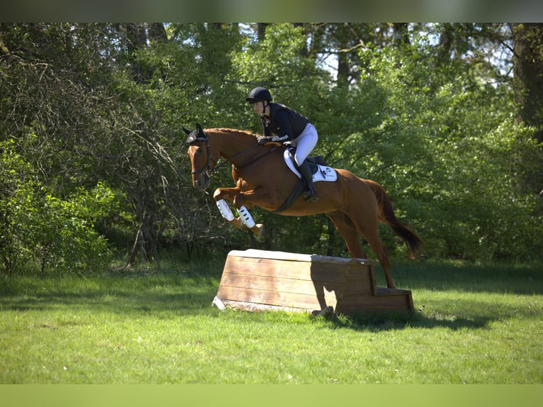 Trakehner Ruin 4 Jaar 167 cm Vos in Klein Heide