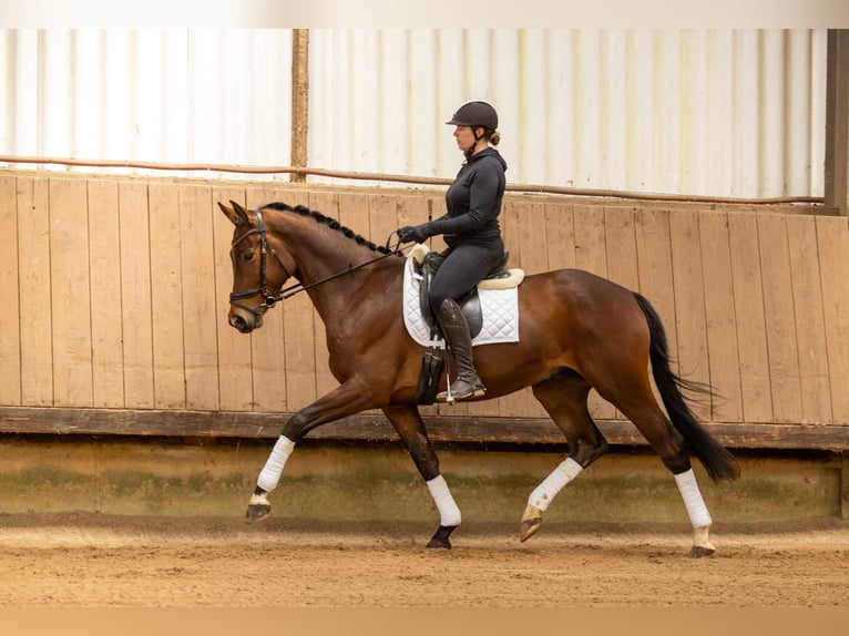 Trakehner Ruin 4 Jaar 168 cm Bruin in Uslar
