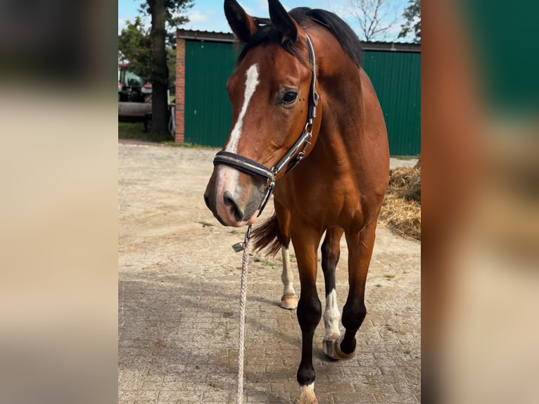 Trakehner Ruin 4 Jaar 168 cm Bruin in Friedeburg