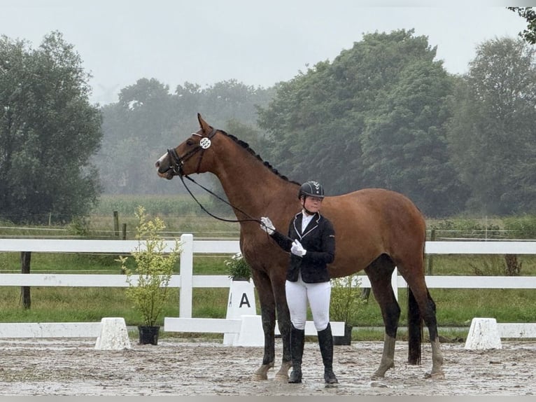 Trakehner Ruin 4 Jaar 168 cm Bruin in Friedeburg