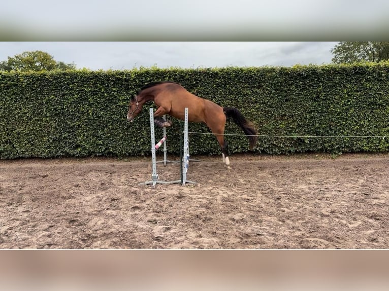 Trakehner Ruin 4 Jaar 168 cm Bruin in Friedeburg