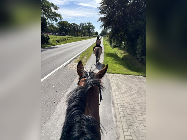 Trakehner Ruin 4 Jaar 168 cm Bruin in Friedeburg