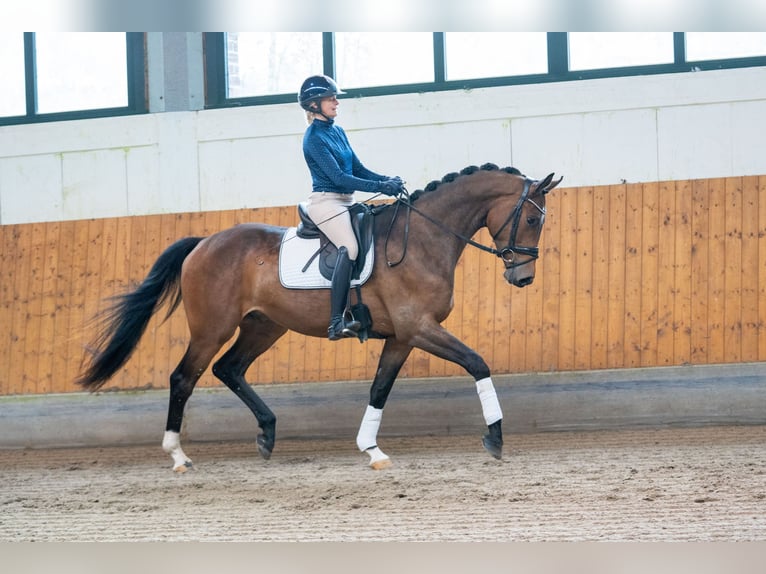 Trakehner Ruin 4 Jaar 168 cm Donkerbruin in Essen (Oldenburg)