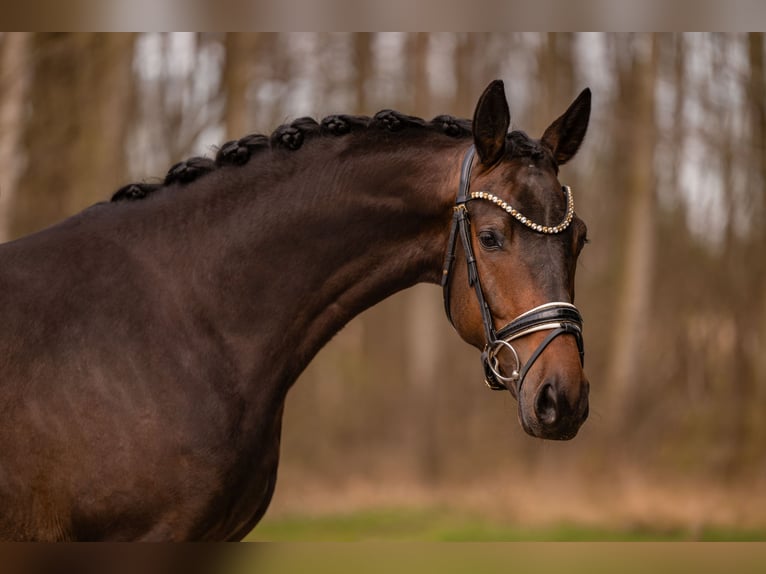 Trakehner Ruin 4 Jaar 168 cm Donkerbruin in Wehringen
