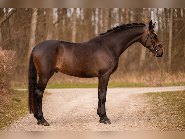 Trakehner Ruin 4 Jaar 168 cm Donkerbruin in Wehringen
