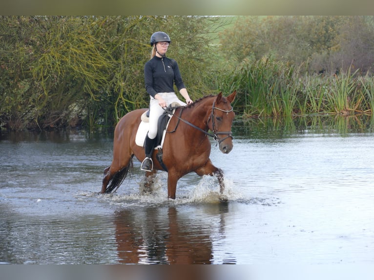 Trakehner Ruin 4 Jaar 168 cm Donkere-vos in Ganschow