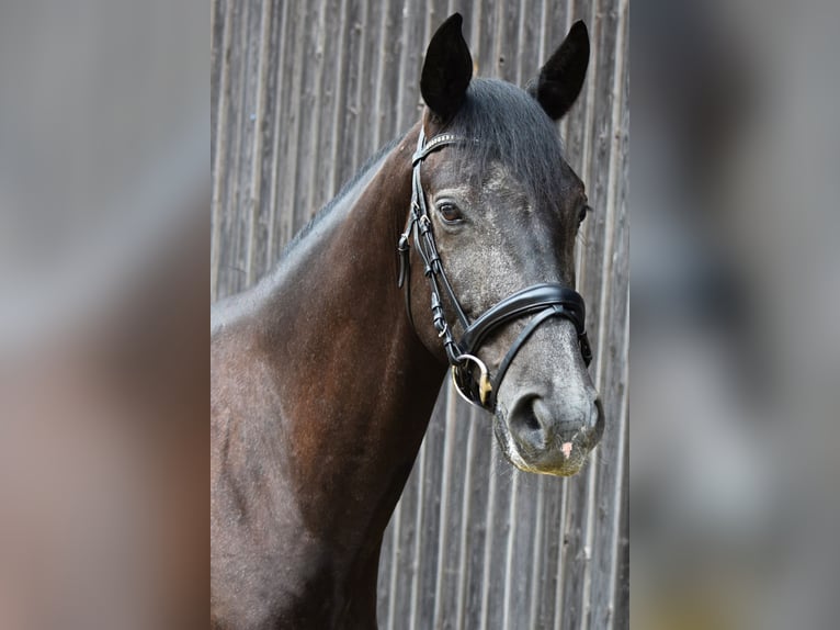 Trakehner Ruin 4 Jaar 168 cm Schimmel in Stolpe