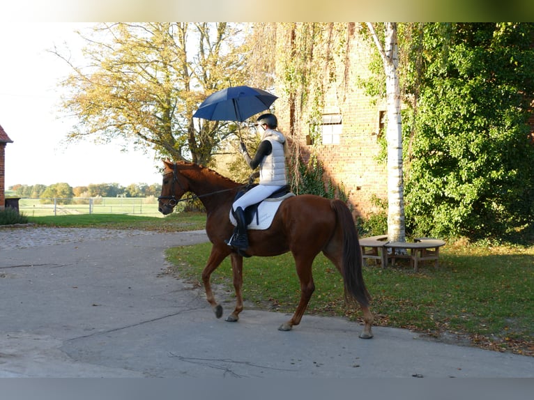 Trakehner Ruin 4 Jaar 168 cm Vos in Ganschow