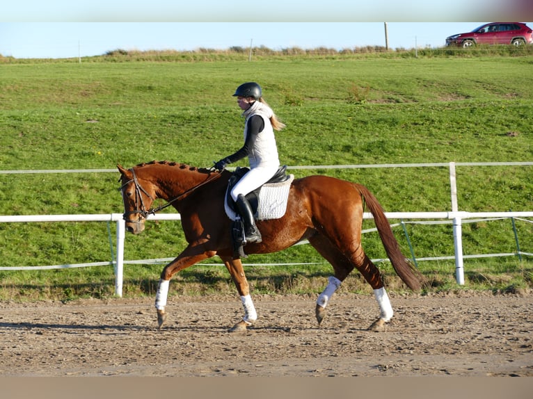 Trakehner Ruin 4 Jaar 168 cm Vos in Ganschow